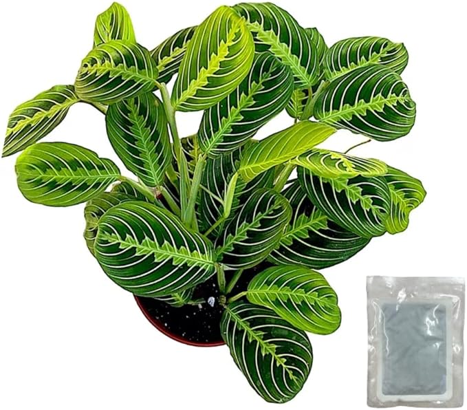 Live Plant, Lemon Lime Maranta Prayer Plant, Pet Friendly, Air Purifying, Easy Care, 12-16 inch Tall, Easy to Grow Rare Plant, Houseplant, 4 inch Pot by Hopewind Plants Shop (Heat Pack Included)