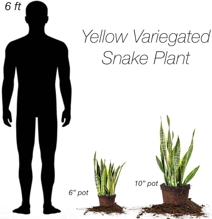 Perfect Plants Snake Plant Sansevieria Trifasciata Laurentii 16in Tall | Easy Care Houseplant | Perfect for Low to Bright Light Conditions, 6 in Grower's Pot