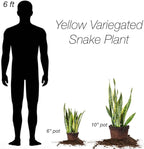 Perfect Plants Snake Plant Sansevieria Trifasciata Laurentii 16in Tall | Easy Care Houseplant | Perfect for Low to Bright Light Conditions, 6 in Grower's Pot