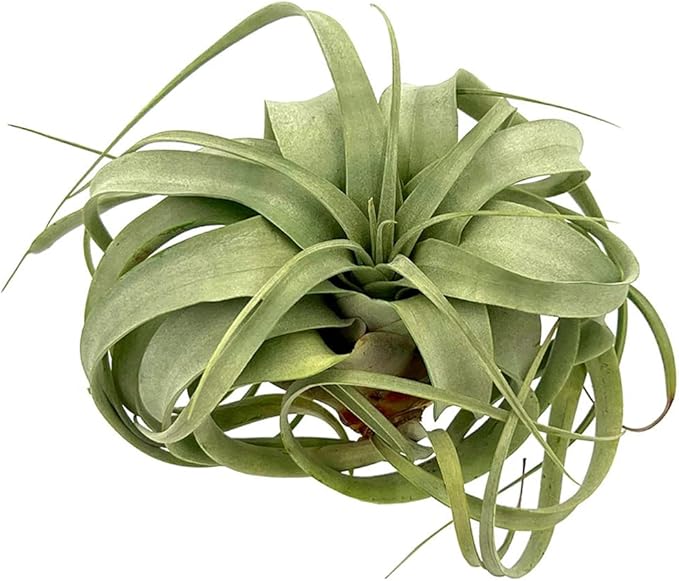 ragnaroc Air Plants - Tillandsia Xerographica, Large 5-7” - 5ct - Live Arrival Gauranteed - House Plants for Home Decor & Gift