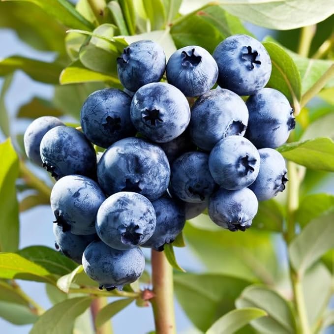 Blueberry Plant O'Neal Live for Sale (4 Pack) | Easy to Grow Plants | Edible Fruit Plant for Sustainable Living | Grow Your own Food on Your Edible Organic Garden| Live for Planting| No Seeds
