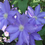 Clematis Vine Plant, Clematis Vine Plants Live in 2.5 Inch Pot, Perennial Climbing Clematis Plants Live for Outdoor Garden (Light Blue Flowers)