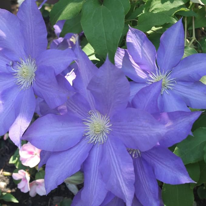 Clematis Vine Plant, Clematis Vine Plants Live in 2.5 Inch Pot, Perennial Climbing Clematis Plants Live for Outdoor Garden (Light Blue Flowers)