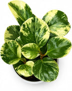 Peperomia Marble Live Plant, Indoor House Plant, Colorful Peperomia Plant, Live Plants Indoor, Plants Live Houseplants for Indoor Garden
