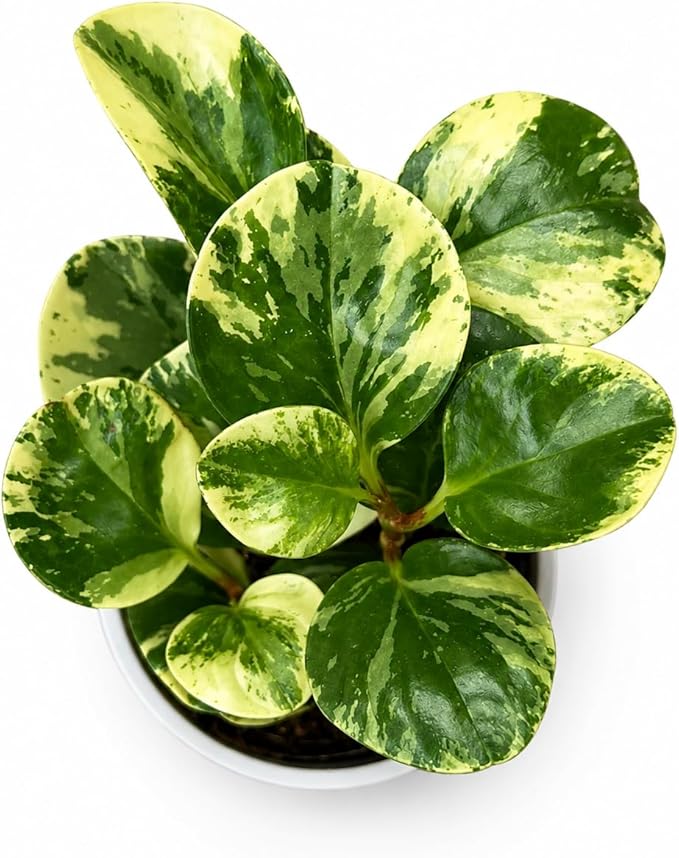 Peperomia Marble Live Plant, Indoor House Plant, Colorful Peperomia Plant, Live Plants Indoor, Plants Live Houseplants for Indoor Garden