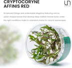 Ultum Nature Systems Cryptocoryne Affinis Red Tissue Culture Live Plant for Aquarium, Aquascape, Freshwater Fish Tanks - 100% Snail Free in Vitro