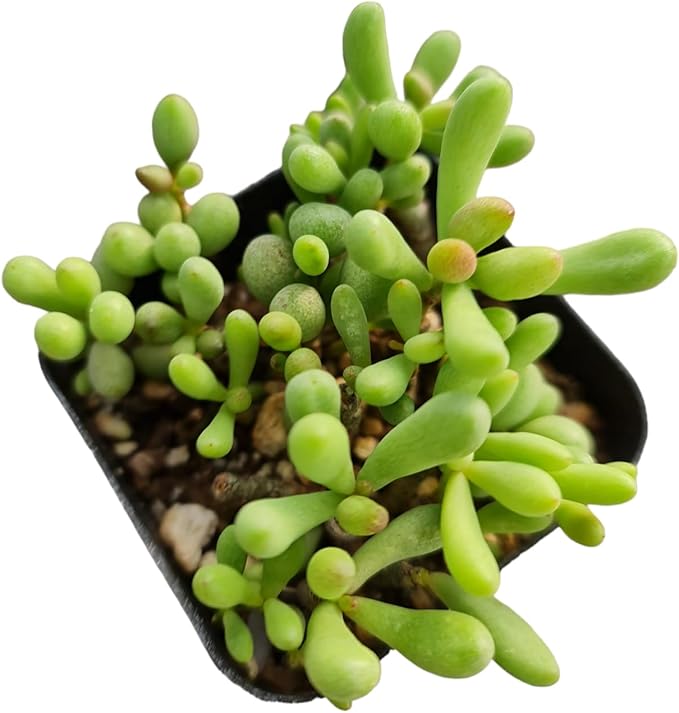 Live Cactus and Succulent Plants (2" Pot Tylecodon Schaeferianus 'Dragon Eggs')