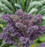 500 Scarlet Kale seeds for planting Heirloom Non GMO 2+ grams Garden Vegetable bulk Survival