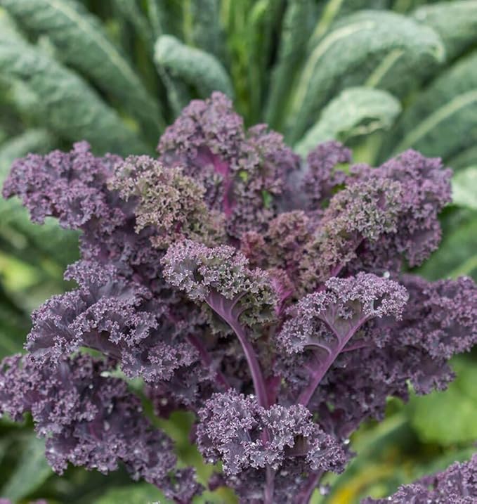 500 Scarlet Kale seeds for planting Heirloom Non GMO 2+ grams Garden Vegetable bulk Survival