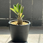 Rare Desert Rose Plant Live Succulent | Low Maintenance Flowering Plant for Indoor & Outdoor Home Garden Decor (3)