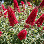 Red Butterfly Bush Live Shrub Plant Shrub, Buddleia Bush Well Rooted, 5 to 10 Inc Tall