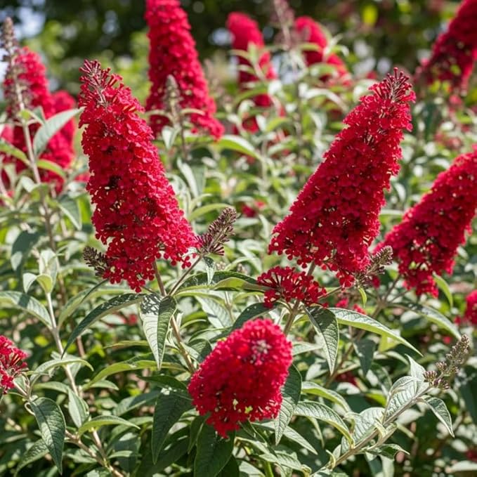 Red Butterfly Bush Live Shrub Plant Shrub, Buddleia Bush Well Rooted, 5 to 10 Inc Tall