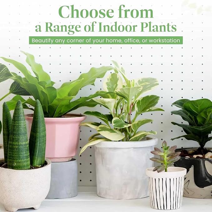 American Plant Exchange Monstera Deliciosa – Live 4-Inch Pot in Stylish Pot Cover, Easy-Care Split Leaf Vine, Low-Maintenance Air Purifying Houseplant for Home, Office & Garden Décor