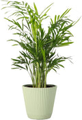 Thorsen's Greenhouse Parlor Palm Plant, Live Indoor Plant, Neanthe Bella Palm, Natural Air Purifier, Easy to Grow, Pet Safe Plant, 4-inch Diameter Pot (Sage)