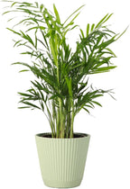 Thorsen's Greenhouse Parlor Palm Plant, Live Indoor Plant, Neanthe Bella Palm, Natural Air Purifier, Easy to Grow, Pet Safe Plant, 4-inch Diameter Pot (Sage)
