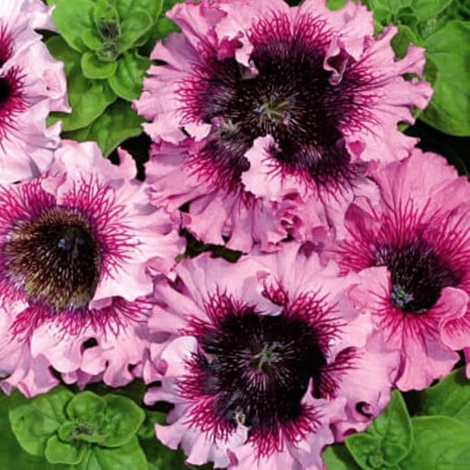 Rare Petunia Seeds for Planting - 300+ Beautiful Perennial Flowers Seeds Heirloom Vine, High Germination Rate Open Pollinated Seeds