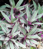 Nanouk Moses in The Cradle Plant -Rhoeo spathacea Tricolor 4 inch Pot