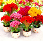 Seeds Cockscomb Coral Garden Dwarf Mix 200+ Seeds Brain Celosia Cristata Crested Cockscomb