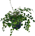 PLANTVERS Live Fern Plant in a 4" Nursey Pot | Low Maintenance Indoor Houseplant | Tropical Air Purifying Green Foliage for Home & Office Decor | Easy-Care Indoor Plant (Button Fern)