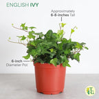 Thorsen's Greenhouse Live Green English Ivy Plant, Hedera Helix, Natural Air Purifier, Easy to Grow, Live Indoor Houseplant, (Sage - 6" Pot)