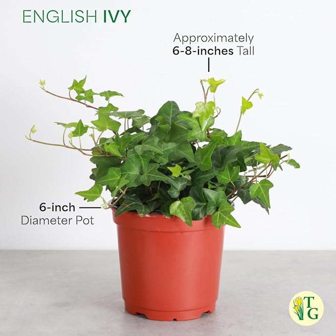 Thorsen's Greenhouse Live Green English Ivy Plant, Hedera Helix, Natural Air Purifier, Easy to Grow, Live Indoor Houseplant, (Navy - 6" Pot)