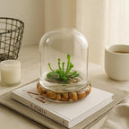 Bloomify Terrarium Cobra Lily–Carnivorous Live Pitcher Plant– Self-Growing – Zero Maintenance Terrarium Plants – Long-Lasting Carnivorous Plants Live - Ecosystem Terrarium – Darlingtonia Californica,