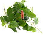 Shop Succulents Heartleaf Philodendron Cordatum, Live Indoor Houseplant, Easy Care Trailing Plant for Home Decor, Office, Room Decoration, Perfect Housewarming Gift, 6 Inch Pot