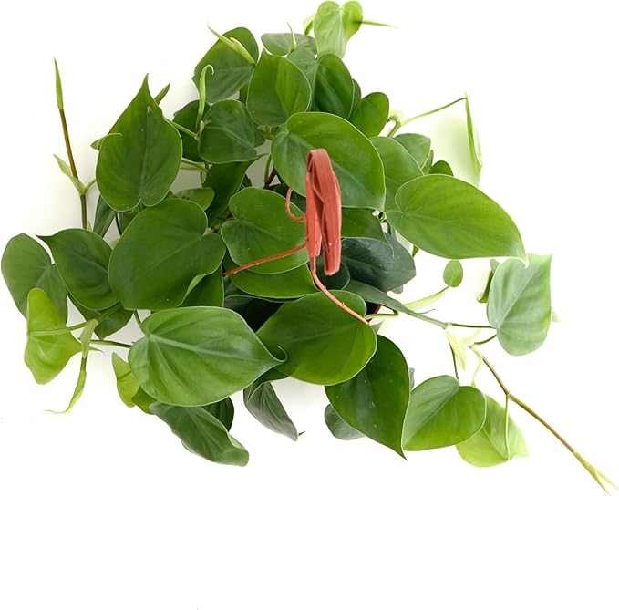 Shop Succulents Heartleaf Philodendron Cordatum, Live Indoor Houseplant, Easy Care Trailing Plant for Home Decor, Office, Room Decoration, Perfect Housewarming Gift, 6 Inch Pot