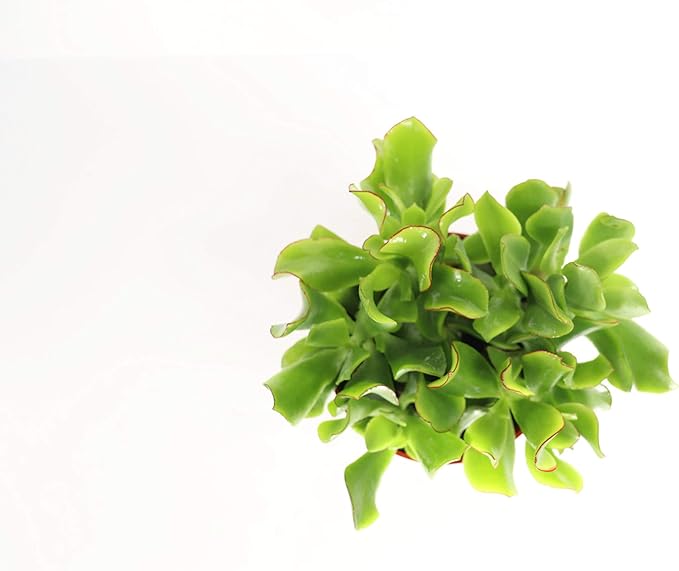 Curly Jade Succulent - 4'' from California Tropcials