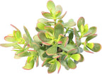 Sprout N Green Golden Jade with Vintage Metal Pot, Live Crassula Ovata 'Hummel Sunset' Succulent, Rare Cute Plant, Home Office Décor