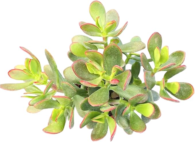 Sprout N Green Golden Jade with Vintage Metal Pot, Live Crassula Ovata 'Hummel Sunset' Succulent, Rare Cute Plant, Home Office Décor