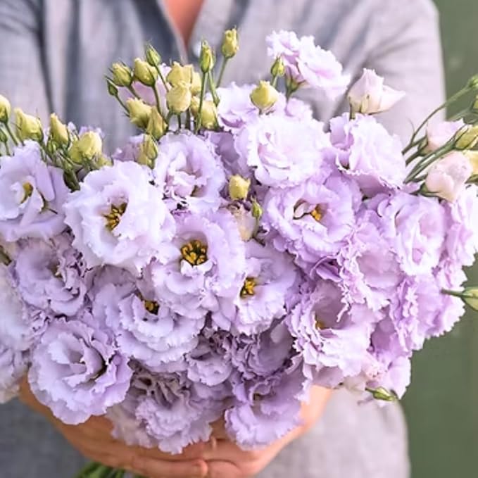 Eustoma Lisianthus Plant Live, Lisianthus Flowers Well Rooted Plug 2-3 Inch Height, Lisianthus Thornless Roses Seedling (Pastel Blue Lisianthus)