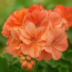 Set 2 Geranium Plants Live, 4-9 Inches Tall, Hardy Flowering Geraniums for Garden or Pots, Fragrant Perennial Blooms (Orange Geranium)