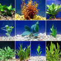 Live Freshwater Aquarium Plants - 10 Assorted Bundle Rooted for Fish Tanks - (Grower's Choice) Beginner Friendly