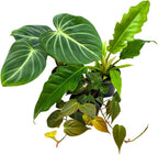 BubbleBlooms Philodendron Assortment Set, 4 inch pots, Set of 3, Indoor Houseplants Grower's Choice Variety