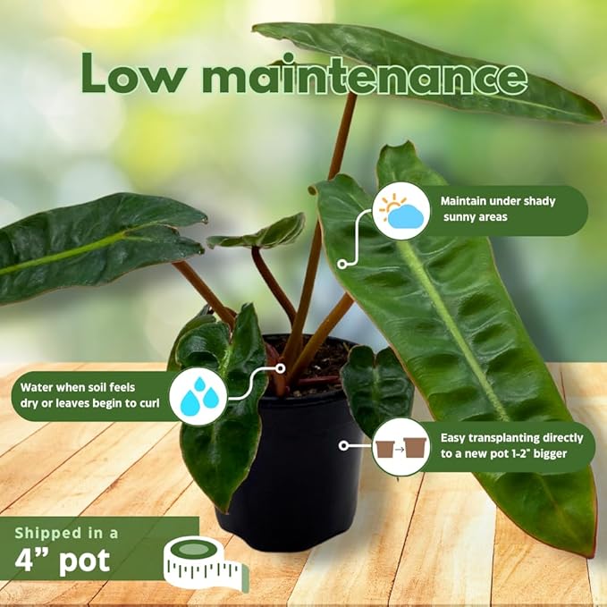 BubbleBlooms Philodendron Billietiae in a 4 inch Pot Very Rare Philo Washboard Abs Plant