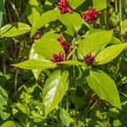 Sweet Shrub Live Plant, 12-18 Inch Tall in 4" Pot, Calycanthus Floridus Fragrant Flowering Shrub, Vigorous Growth Habit Plant