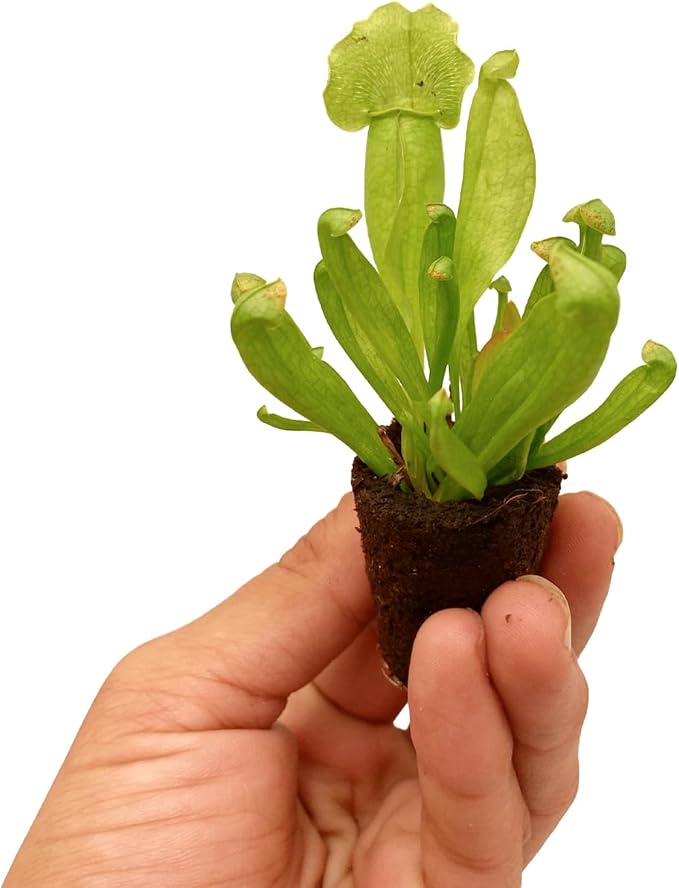 ragnaroc Sarracenia Purpurea SSP. Venosa 2-4" (Purple Pitcher Plant) 1ct – Live Plant for Indoor Outdoor Use, Carnivorous Plant – Live Arrival Guaranteed