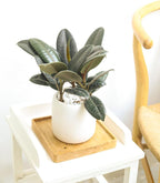 Burgundy Rubber Plant (4" Grower Pot) - Air Purifying and Live Healthy Houseplant - Easy to Grow, Easy to Care Indoor Houseplant