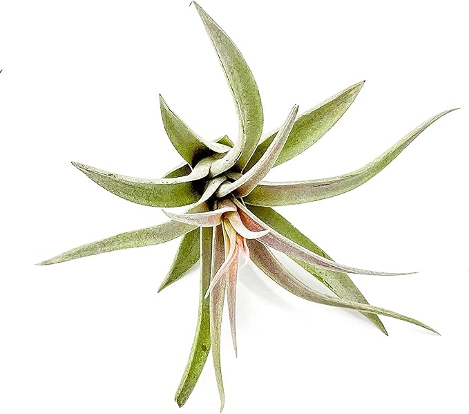ragnaroc Air Plants - Flowering Tillandsia Harrisii, Large 3-5" - 5ct - Live Arrival Guaranteed - House Plants for Home Decor & Gift
