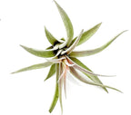 ragnaroc Air Plants - Flowering Tillandsia Harrisii, Large 3-5" - 3ct - Live Arrival Guaranteed - House Plants for Home Decor & Gift