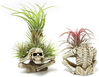 Resin Air Plant Holders,Tilandsia Container,Gothic Skeleton Planter,Halloween Plant Pot,Tillandsia Pot, Skull Table Top Display Planters for Air Plants and Other Mini Plants
