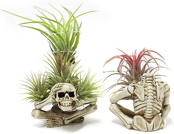 Resin Air Plant Holders,Tilandsia Container,Gothic Skeleton Planter,Halloween Plant Pot,Tillandsia Pot, Skull Table Top Display Planters for Air Plants and Other Mini Plants
