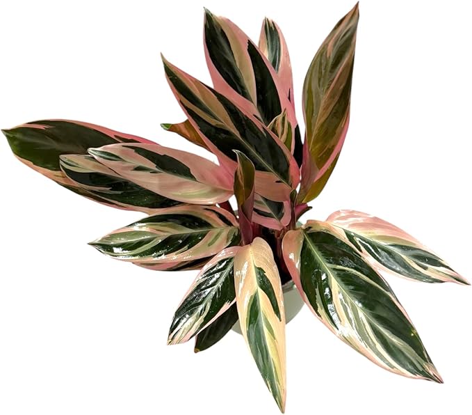 Live Plant Stromanthe Triostar, Pet-Friendly, Tricolor Prayer Plant, 12-16" Tall, Indoor Plant, Easy to Care, Rare Plant, 4.7 inch Decorative Pot (Sage)