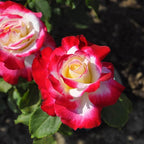 Rose Live Plant, Roses Flower Plant, Fragrant Flower for Planting, 4-6 Inches Tall, Bush Shrub Plants, Well Rooted, Ready to Grow (Red White Rose)