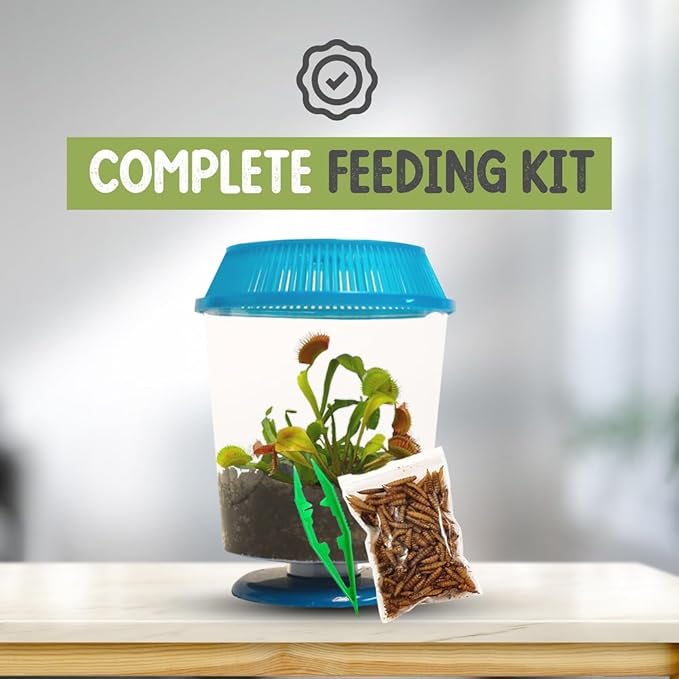 Venus Fly Trap Live Plant with 4.5" Blue Terrarium + Carnivorous Plants Food Bundle with Feeding Tweezers - Carnivorous Plant Soil and Live Venus Flytrap