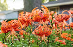 50PCS Orange Tiger Lily Seeds Rare Bloom Flower Seeds Heirloom