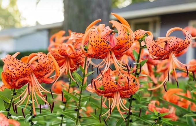 50PCS Orange Tiger Lily Seeds Rare Bloom Flower Seeds Heirloom