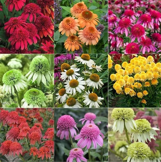 1000+ Mix Double Coneflower Seeds - Coneflower Seeds Echinacea Flower Perennial Bloom Flowers Rare Coneflower Plant Flower
