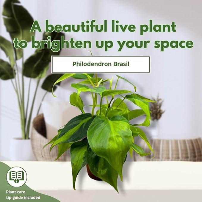 BubbleBlooms Philodendron Brazil 4 inch Brazillian Pothos